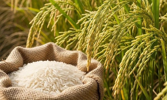 Giá gạo xuất khẩu của Việt Nam tiếp tục duy trì ở mức cao. (Ảnh: Báo Nông nghiệp &amp; Môi trường) 