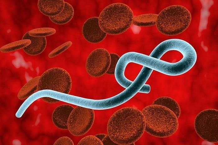 Hình ảnh minh họa vi rút Ebola. Ảnh: Medlatec