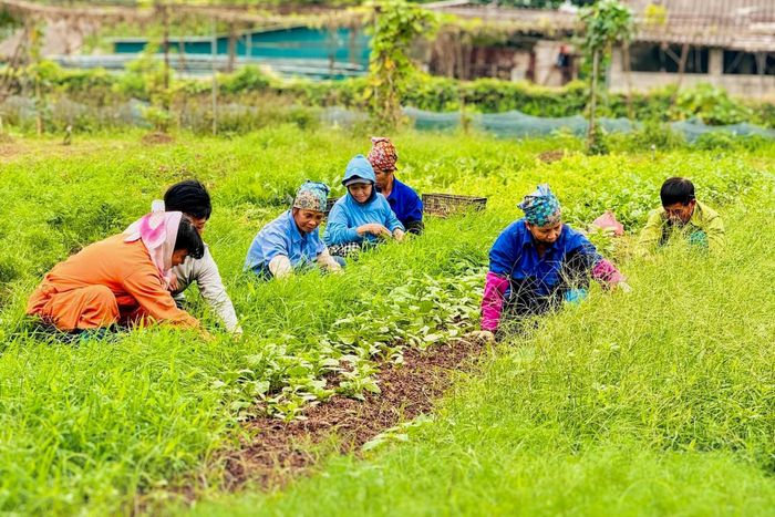 Nhờ hỗ trợ của công nghệ, những người nông dân xã Nam Phù đang học cách đưa sản phẩm nông nghiệp lên "chợ số". Ảnh: PX