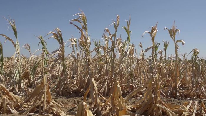  El Nino từng gây ra nạn đói vào năm 1877. Ảnh: Bloomberg. 