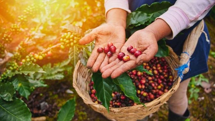  Để cây cà phê phát triển tốt, cần bón phân đúng cách, nhằm chống lại sự xói mòn. Ảnh minh họa: L.C. 