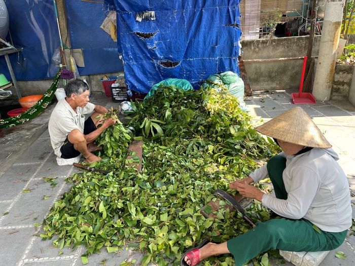 Kế hoạch đặt mục tiêu bảo đảm 100% hộ tham gia khai thác lá rừng tại Cù Lao Chàm được đào tạo, áp dụng mô hình khai thác, sử dụng tài nguyên thiên nhiên theo hướng bền vững