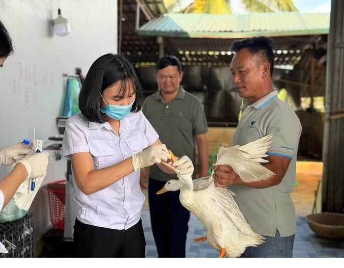 Cán bộ Chi cục Nông nghiệp cùng xã Thanh Yên tiến hành lấy mẫu trên đàn vật nuôi tại các khu vực gần với hộ chăn nuôi đã phát hiện gia cầm mắc bệnh cúm A(H5N1).
