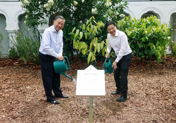 Tổng Bí thư, Chủ tịch nước Tô Lâm và Thủ tướng Singapore Lawrence Wong trồng cây lưu niệm. (Ảnh: TTXVN)