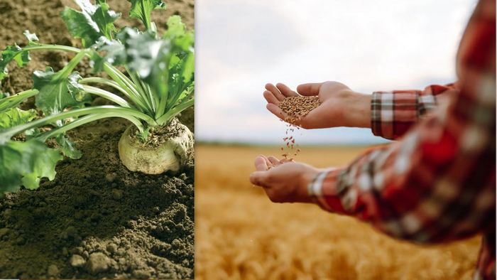 Pháp là quốc gia tiên phong đưa cồn sinh học sản xuất trực tiếp từ củ cải đường và lúa mì nội địa vào hệ thống cột bơm thương mại. (Nguồn: Bioethanol France)
