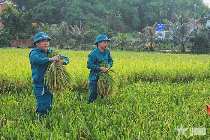Cán bộ, chiến sĩ Ban CHQS phường Hoàng Quế hỗ trợ nhân dân khu Chí Linh thu hoạch lúa mùa.