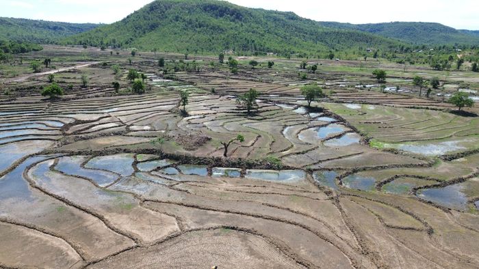  Những cánh đồng sẽ sớm được phủ bởi màu xanh của cây lúa. Ảnh: HỮU PHÚC 