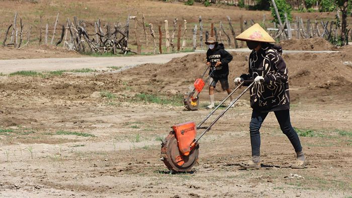  Khi bánh xe lăn, mũi nhọn sẽ đâm xuống nền đất, tạo lỗ trước khi những hạt giống tự rơi xuống. Ảnh: HỮU PHÚC 