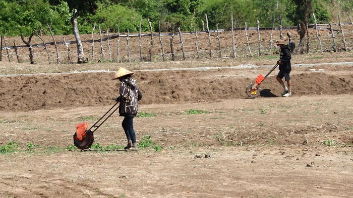  Để gieo lúa, có thể dùng công cụ là bánh xe. Ảnh: HỮU PHÚC 