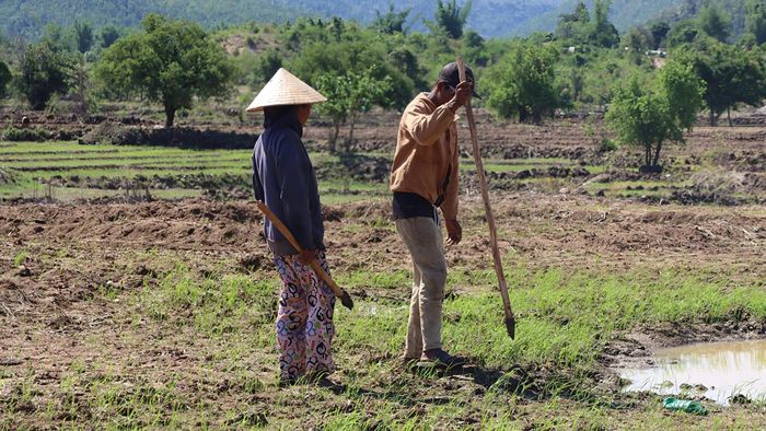  Một người chọc lỗ, người còn lại đi phía sau, đổ hạt giống vào lỗ. Ảnh: HỮU PHÚC 