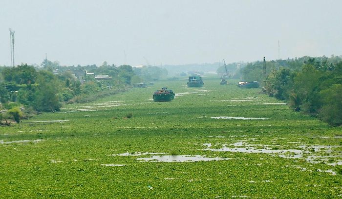 Lục bình phủ kín trên kênh Chợ Gạo, xã Chợ Gạo, tỉnh Đồng Tháp. Ảnh: NGỌC PHÚC