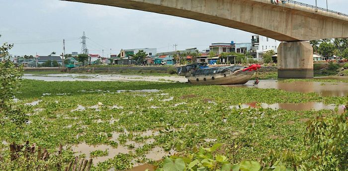 Lục bình ngày càng nhiều trên kênh Chợ Gạo, xã Chợ Gạo, tỉnh Đồng Tháp. Ảnh: NGỌC PHÚC
