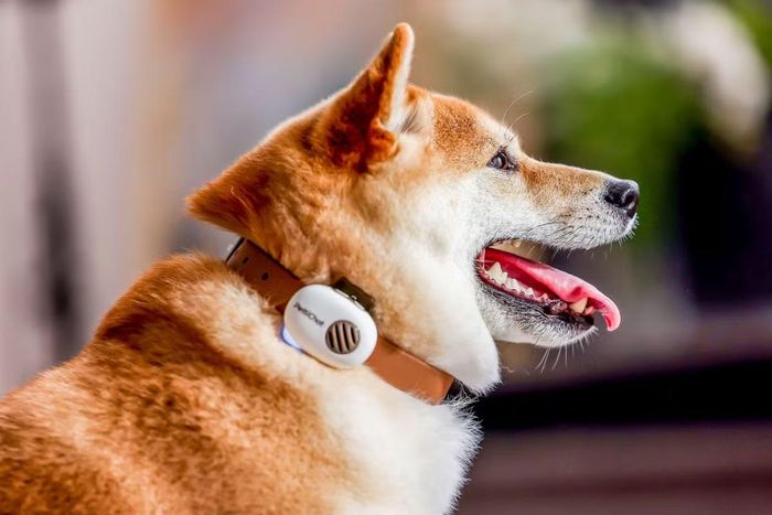 Nhiều chuyên gia AI và bác sĩ thú y cho rằng việc phân tích cảm xúc động vật là lĩnh vực cực kỳ phức tạp bởi âm thanh, hành vi và trạng thái sinh học của thú cưng thay đổi liên tục tùy môi trường, tâm lý và từng cá thể, do đó việc khẳng định máy có thể “phiên dịch” chính xác vẫn còn là dấu hỏi rất lớn.