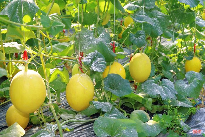 Những luống dưa trĩu quả là kết quả của sự nỗ lực, vượt khó của nông dân Đức Thọ.