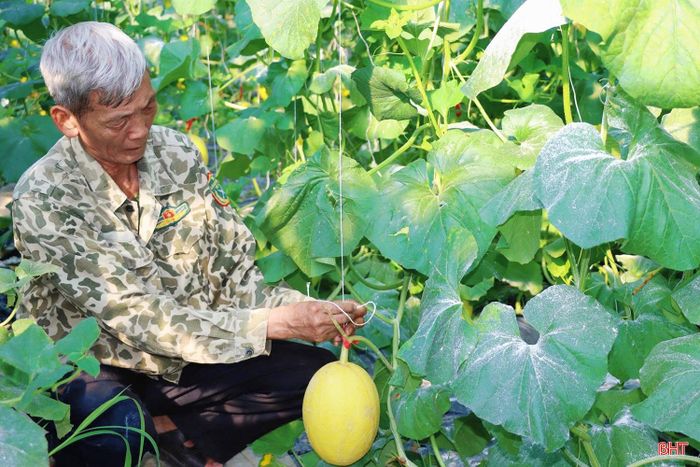 Nỗ lực khôi phục sản xuất, vườn dưa lưới của ông Chín nay đã chuẩn bị bước vào mùa thu hoạch quả ngọt.