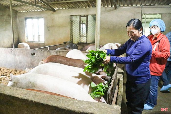 Với sự đồng hành của Tập đoàn Quế Lâm, nông dân Hà Tĩnh phấn khởi sản xuất, chăn nuôi tuần hoàn mang lại giá trị cao.