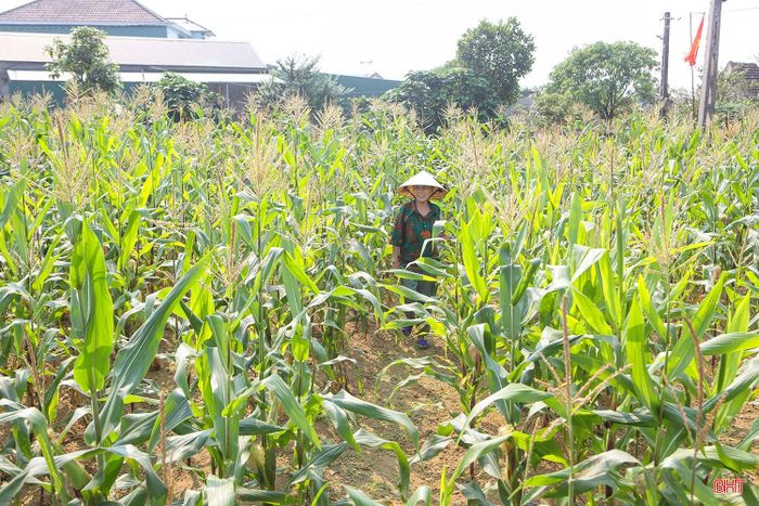 Nhờ vận dụng rác hữu cơ ủ làm phân bón, bà Nguyễn Thị Tuyến (thôn Đông Sơn, xã Kỳ Xuân) đã tiết kiệm được lượng lớn phân hóa học trong sản xuất, đồng thời nâng cao năng suất, chất lượng hoa màu.