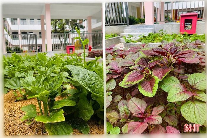 Những luống rau tự trồng vừa giúp nhà trường đảm bảo chất lượng bữa ăn vừa tạo niềm tin cho phụ huynh.