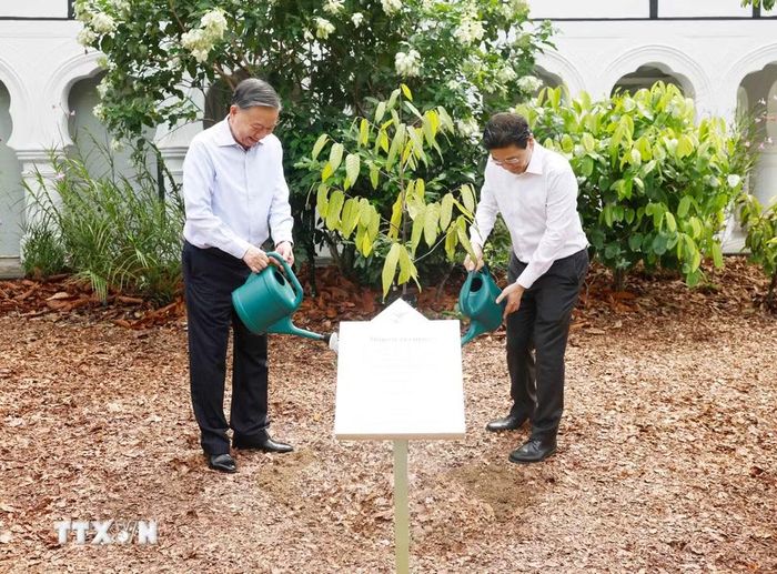 Tổng Bí thư, Chủ tịch nước Tô Lâm và Thủ tướng Singapore Lawrence Wong trồng cây lưu niệm. (Ảnh: Thống Nhất/TTXVN)