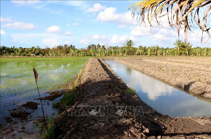 Nhiều diện tích trồng mía tại phường Vị Tân, thành phố Cần Thơ đã được chuyển sang trồng hoa màu, cây lúa. Ảnh: Duy Khương/TTXVN.