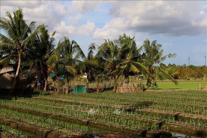 Nhiều diện tích trước đây trồng mía tại phường Vị Tân, thành phố Cần Thơ đã chuyển sang trồng hoa màu, cây lúa. Ảnh: Duy Khương/TTXVN.