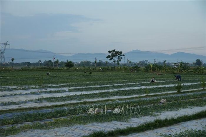Hiện toàn xã Vạn An đã phát triển được 113 ha hấu, 27 ha dưa lê, tăng 5 ha so với năm 2025.