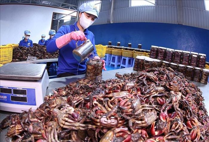 HTX Ba khía Dầm Dơi, xã Quách Phẩm, tỉnh Cà Mau, chế biến các sản phẩm ba khía, tôm chua, tôm khô, mỗi năm cung cấp ra thị trường trong nước khoảng 5 tấn sản phẩm các loại, đạt doanh thu 500-600 triệu đồng, tạo việc làm thu nhập ổn định cho 300 lao động tại địa phương. Ảnh: Vũ Sinh/TTXVN