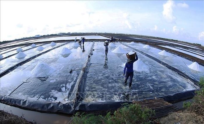 Thu hoạch muối được ứng dụng công nghệ sản xuất muối sạch trên ruộng trải bạt ở Hợp tác xã Diêm nghiệp Diêm Điền, xã Long Điền, tỉnh Cà Mau. Ảnh: Vũ Sinh/TTXVN