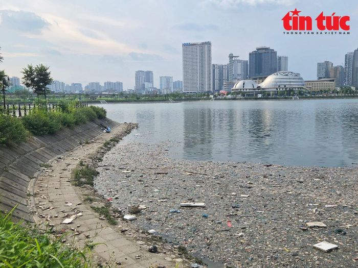 Cá chết cùng với rác thải nổi trên mặt hồ gây ô nhiềm môi trường.