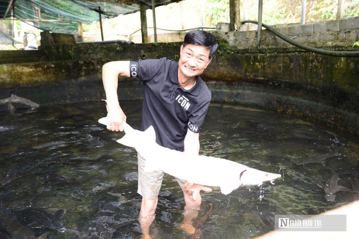 Ông Sâm đã gắn bó với loài cá "khó tính" này hơn một thập kỷ.