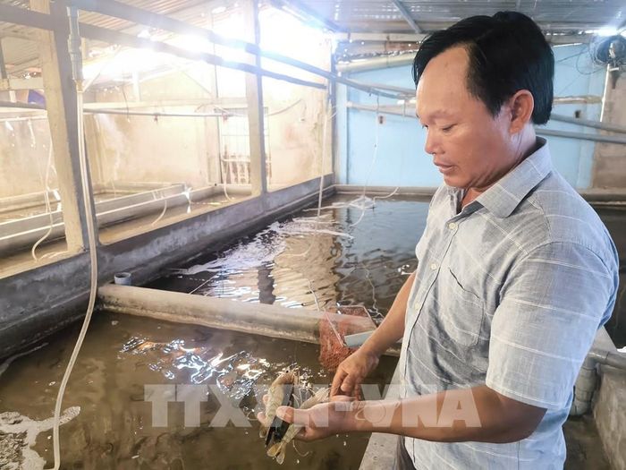 Anh Nguyễn Hữu Nam, xã Thạnh Phú (Vĩnh Long) khảo sát khu nuôi chờ tôm lột tại Hợp tác xã Nông nghiệp - dịch vụ An Thạnh. Ảnh: Huỳnh Phúc Hậu - TTXVN 