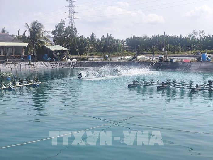 Ao nuôi tôm càng xanh tại xã Thạnh Phú (Vĩnh Long). Ảnh: Huỳnh Phúc Hậu - TTXVN 