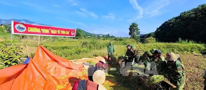Lực lượng Đồn Biên phòng cửa khâu A Đớt hỗ trợ người dân thu hoạch lúa vụ Đông - Xuân trong chương trình "Ngày về thôn bản". Ảnh: Mai Trang - TTXVN