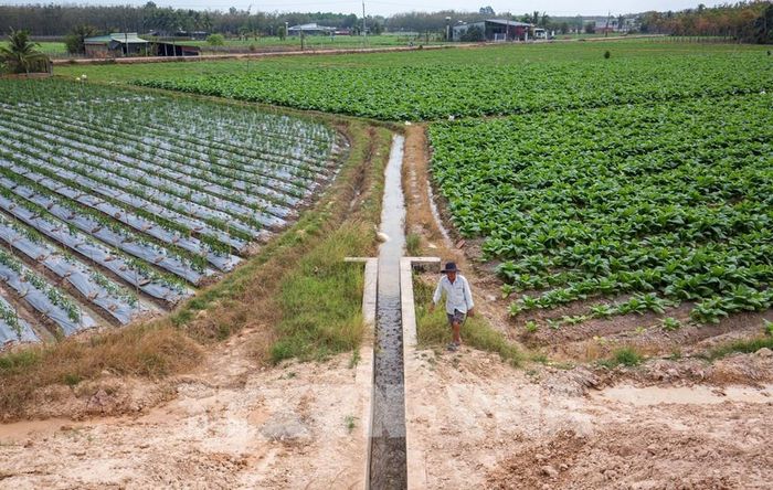 Nguồn nước từ các tuyến kênh nội đồng giúp người dân chủ động tưới tiêu, giảm thiểu ảnh hưởng của hạn hán. Ảnh: Giang Phương - TTXVN
