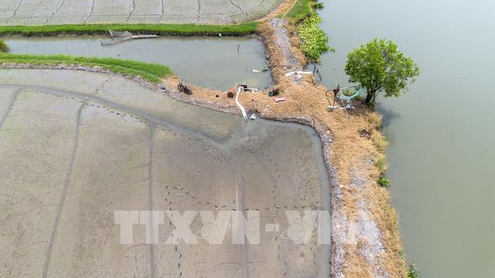 Người dân dẫn nước từ hệ thống kênh, rạch vào ruộng phục vụ sản xuất nông nghiệp trong cao điểm mùa nắng nóng. Ảnh: Giang Phương - TTXVN