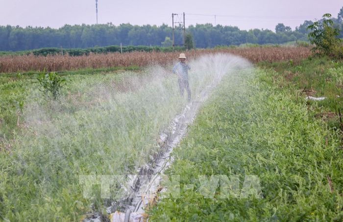 Người dân chủ động chăm sóc cây trồng nhờ nguồn nước tưới ổn định, góp phần duy trì sản xuất trong điều kiện nắng nóng kéo dài. Ảnh: Giang Phương – TTXVN