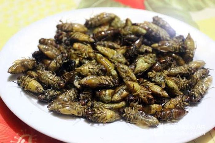Ve sầu chiên được xem là món ăn nổi tiếng ở miền Tây xứ Nghệ. Ảnh: báo Nghệ An.