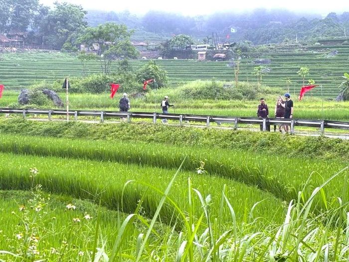 Pù Luông đang vào vụ lúa chín, là thời điểm đông khách du lịch trong năm.