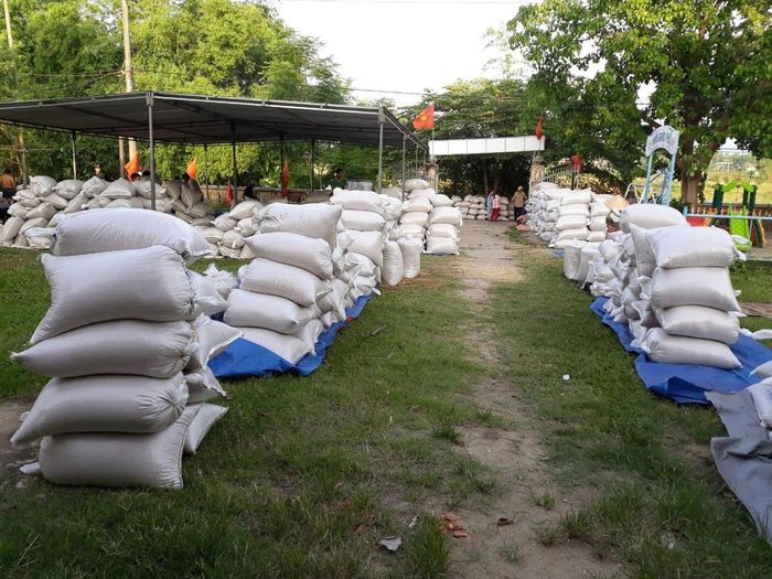 Công ty TNHH ThaiBinh Seed Miền Trung - Tây Nguyên thu mua lúa cho nông dân xã Vu Gia tham gia chuỗi liên kết trong vụ đông xuân 2025 - 2026. Ảnh: HỒ QUÂN