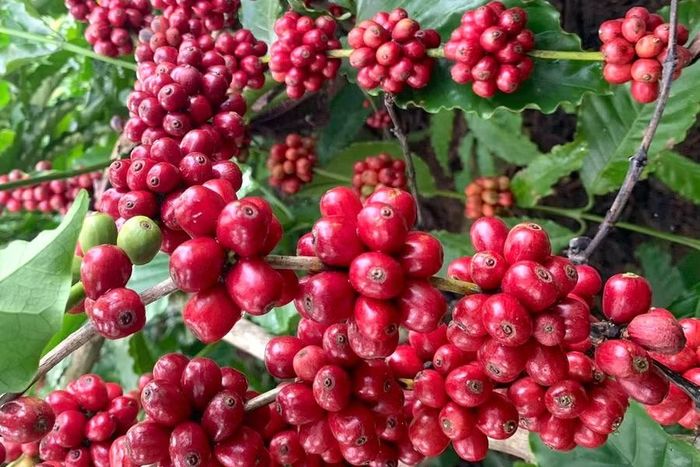 Tại Gia Lai và Đắk Lắk, giá cà phê tăng lên mức 89.100 đồng/kg trong ngày 30-5. Ảnh: M.T