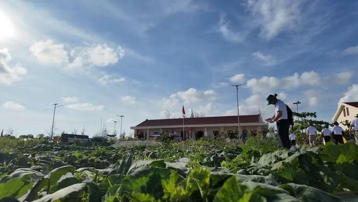  Vườn tăng gia phủ kín màu xanh trên đảo. Ảnh: Mỹ Hà 