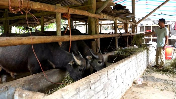 Các mô hình kinh tế tiêu biểu ở xã Phong Dụ Hạ góp phần nâng cao thu nhập, giảm nghèo bền vững.