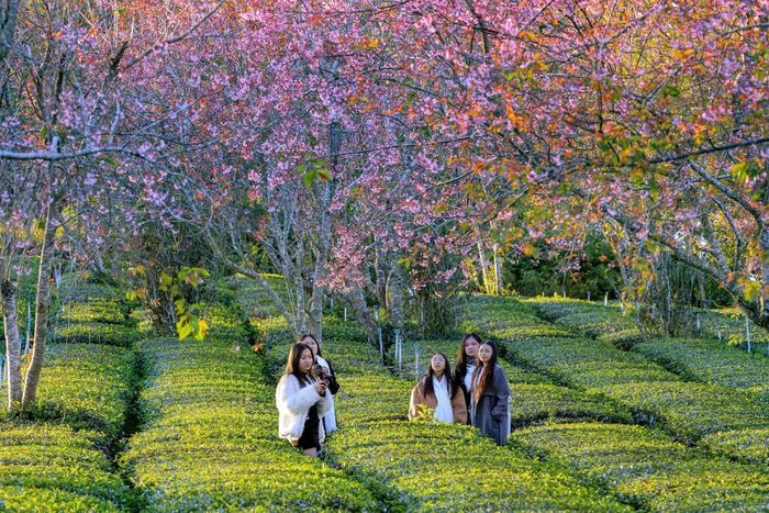 Vùng đất Xuân Trường - Đà Lạt luôn thu hút lượng khách du lịch trong nước, khách quốc tế bởi khí hậu mát lành, phong cảnh đẹp