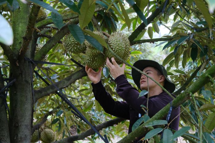 Ngành nông nghiệp tỉnh Lâm Đồng tăng cường kiểm tra, giám sát nhằm ngăn chặn tình trạng mượn hoặc giả mạo mã số vùng trồng trong hoạt động xuất khẩu