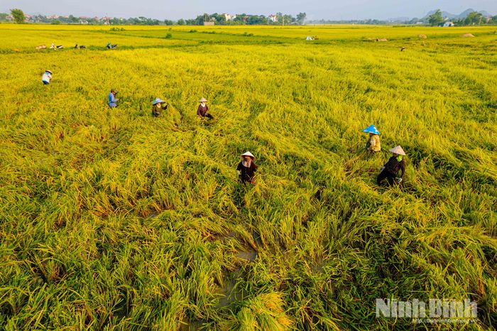 Tại những chân ruộng trũng, nơi máy gặt đập liên hợp khó tiếp cận, nhiều gia đình huy động đông đủ người thân cùng ra đồng thu hoạch lúa bằng phương pháp thủ công. Người cắt lúa, người gom, người vận chuyển, không khí lao động diễn ra khẩn trương từ sáng sớm đến chiều muộn để kịp thu hoạch khi lúa đạt độ chín đẹp nhất.
