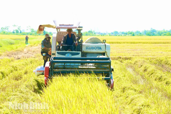 Tiến độ thu hoạch đang được các địa phương tập trung đẩy nhanh, phấn đấu dự kiến khép thời vụ trước ngày 10/6 để chuẩn bị các điều kiện cho gieo cấy lúa hè thu. Trong ảnh: Thu hoạch lúa ở xã Nam Trực.