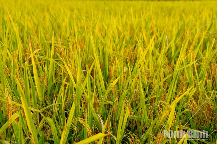 Bông lúa vàng óng, hạt chắc mẩy, nặng trĩu trên những thửa ruộng là thành quả của quá trình lao động vất vả, cần cù của người nông dân. Mùa vàng trải rộng trên khắp các cánh đồng, mang theo niềm vui được mùa và kỳ vọng về một năm sản xuất thuận lợi của người nông dân.