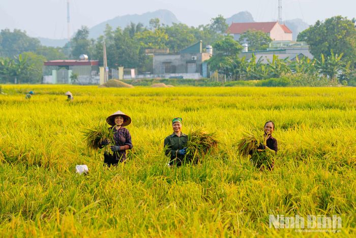 Dẫu mồ hôi thấm đẫm trên khuôn mặt sạm nắng, niềm vui được mùa vẫn hiện rõ trong từng ánh mắt, nụ cười sau những tháng ngày vất vả bám đồng, chăm lo cho cây lúa.