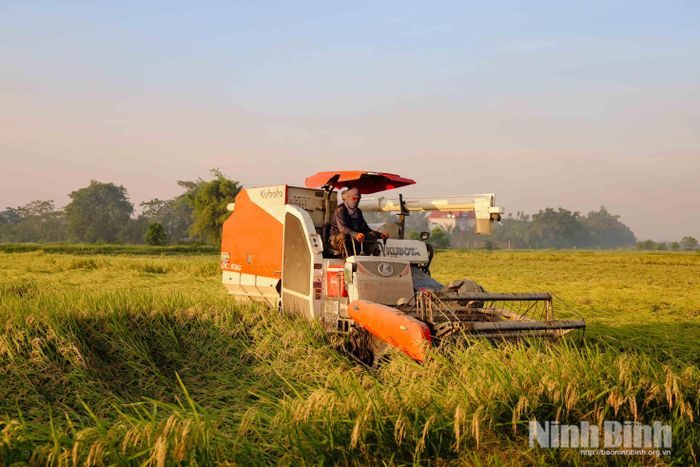 Việc đẩy mạnh cơ giới hóa đã giúp nông dân thu hoạch nhanh, giảm chi phí sản xuất, đồng thời tận dụng tối đa những ngày thời tiết thuận lợi của mùa gặt. Trong ảnh: Thu hoạch lúa ở xã Thanh Bình.