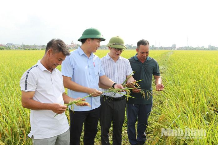 Các đại biểu tham quan, đánh giá năng suất lúa tại mô hình.